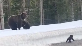 Bear attack ( Ayı yavruları