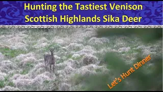 Sika Stag Kill & Deer Everywhere! Fixing a tower & Scottish Highland Stags 7mm Rem Mag Barnes TTSX