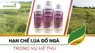 HẠN CHẾ LÚA ĐỔ NGÃ TRONG VỤ HÈ THU | BIỆN PHÁP GIÚP LÚA CỨNG CÂY - NGẮN LÓNG | An Thịnh Phát