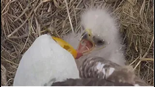 M Gives E23 Another Feeding! F23 Returns To Nest w/ Dracula Mantling! M Exits & Takes A Bath 1.3.24