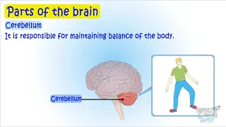 Human Brain and its Parts | Science | Grade-5 | TutWay |