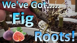 Propagating Fig Cuttings the Easy Way |  The Best Method I've Found for Rooting Figs