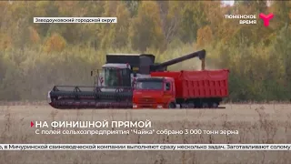 Аграрии Тюменской области намолотили 951,4 тыс. тонн зерна