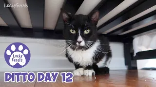 Ditto Day 12 - Feral Cat Recovery, Sneezing Blood, A Humidifier and A Pet Remedy Diffuser * S4 E156