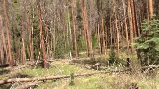 A Perfect Wood Knock   Colorado Bigfoot