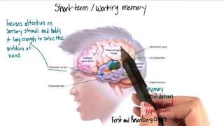 Short term or working memory in the brain - Intro to Psychology