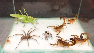 I PUT SCORPIONS vs POISONOUS SPIDERS and GRASSHOPPERS! *Who makes it out alive?*