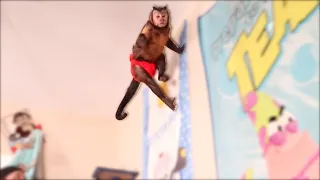 Funny Monkeys Jumping and Playing! (3 MONKEYS)