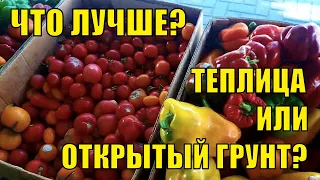 Разница выращивания томатов и перцев в открытом и закрытом грунте!