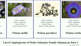 List of Angiosperms of Order Solanales Family Solanaceae Part 4 nolana nicotiana nierembergia bush
