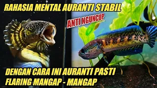 Cara Melatih Mental Channa Auranti Menjadi Agresif dan Galak