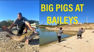 BIG PIGS!! 45LB and 38LB FLATHEADS 🔥🔥(Baileys Paylake OCT 2nd 2023) feat. tristan