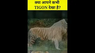 क्या आपने कभी Tigon को देखा है? #shorts #bhfyp #knowledge #tigon