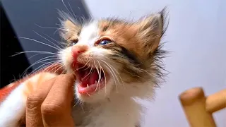Poor Kittens Meowing Loudly Crying For Mom Cat That Has Abandoned Them - Cats Meowing