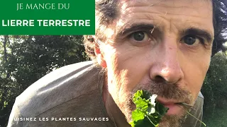 UNE TISANE REMEDE POUR L'HIVER AU LIERRE TERRESTRE ecole de cuisine des plantes sauvages