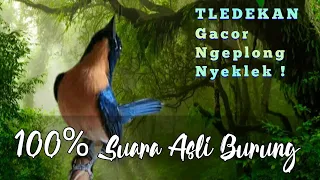 Suara asli burung TLEDEKAN Gunung Gacor Ngeplong Ngerol Nyeklek ; Durasi 1 JAM