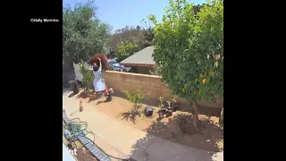 Woman pushes huge bear off a wall to protect her dogs