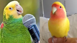 Smart And Funny Parrots Parrot Talking Videos Compilation (2023) - Cute Birds #4