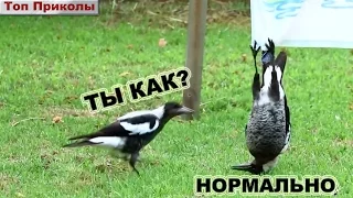 ТОП Приколы #24 Приколы, подборка приколов Февраль 2016 | Best funny video, jokes February 2016