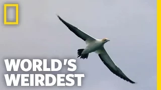 "Missile" Birds | World's Weirdest