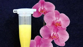 Цитокининовая паста  для орхидей. Как применять гормональную пасту!