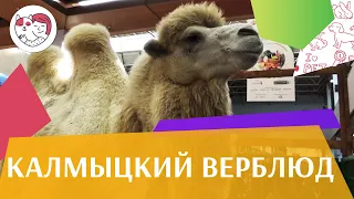 Калмыцкий верблюд на ilikepet. Особенности породы, уход