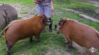 REFRESH: Animal Encounters at the Baton Rouge Zoo - Red River Hogs