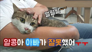 [고양이 탐정]알콩이를 일주일만에 찾았어요!!