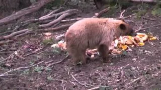 Archery Black Bear Hunt - Blonde Phased Black Bear - Kill Shot