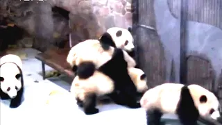 Aww 🔥 Funny And Cute Panda Compilation  🔥 Panda Love - 2020 Clip 4