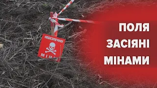 Смертоносне залізяччя, або Як сапери очищують українські землі від вибухонебезпечних предметів