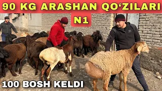 ARASHAN QO‘ZILARI  KELDI 1 FURADA