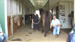 Horse Massage:Working with the Horse's Hind Legs using The Masterson Method®