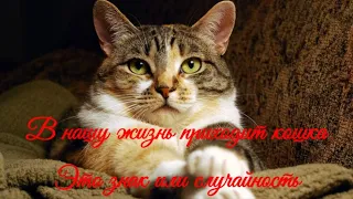 В нашу жизнь приходит кошка  Это знак или случайность What is a cat for in our life