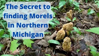 My secret to finding Morel mushrooms