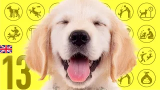 #13 Golden Retriever ❤️ TOP100 Cute Dog Breeds Video