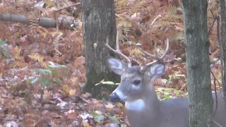 Pennsylvania Archery 2016: Great action and Big Buck Down!