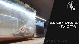 Solenopsis invicta//переселение//огненные муравьи