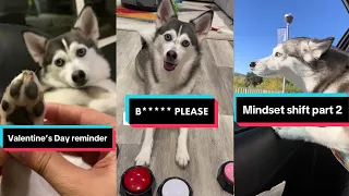 Sapphie The Pomsky TikToks Compilation 2024 - Funniest Dog on TikTok Videos