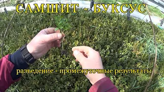 САМШИТ (БУКСУС - BUXUS). Размножение черенкованием. Промежуточные результаты.