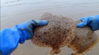 BEACH NETTING, HERRING NET & TRAMMEL NET!!  TURBOT, BIG COD, BIG THORN BACK RAY!!!! VIDEO 1-2