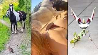 Ozzy Man Reviews: Mega Compilation #11 [FEAT. Horses vs Bunny]