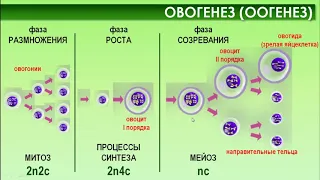 Биология, 10 класс. ГАМЕТОГЕНЕЗ. ОПЛОДОТВОРЕНИЕ