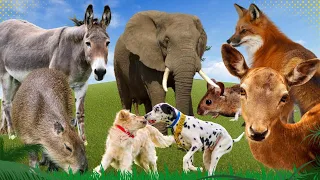 Funny farm animal moments: Fox, Deer, Dog, Elephant, Donkey, Capybara - Animals Sound