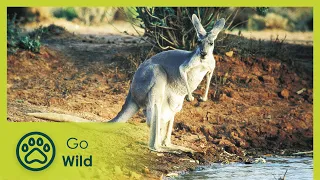 Wildest Australia - Go Wild