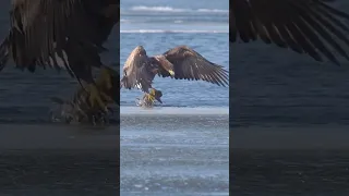 Incredible! Eagle Snatches Shark