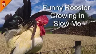 Funny Rooster Crowing in Slow Mo -Top 25 Roosters Crowing Super Slow Compilation 2018