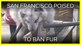 San Francisco Could Become the First Major City to Ban the Sale of Fur