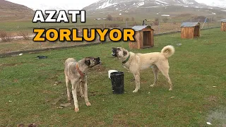 DOÇKA YANLIŞ KİŞİYE BULAŞIYOR ! FAÇAYLA PİTONA HAYRET EDİYORUM