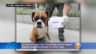 LA City Attorney Files Charges Of Animal Neglect Against Apparent Breeder Of Boxer Dogs